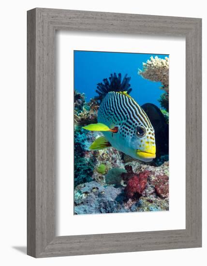 Striped Sweetlips (Diagonal Banded Sweetlips) (Plectorhinchus Lineatus)-Louise Murray-Framed Photographic Print