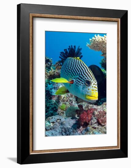 Striped Sweetlips (Diagonal Banded Sweetlips) (Plectorhinchus Lineatus)-Louise Murray-Framed Photographic Print