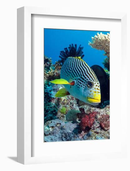 Striped Sweetlips (Diagonal Banded Sweetlips) (Plectorhinchus Lineatus)-Louise Murray-Framed Photographic Print