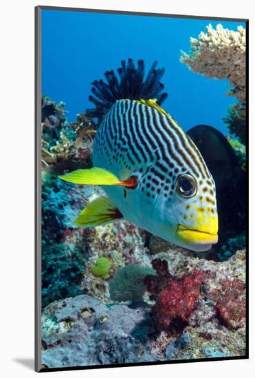 Striped Sweetlips (Diagonal Banded Sweetlips) (Plectorhinchus Lineatus)-Louise Murray-Mounted Photographic Print