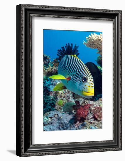 Striped Sweetlips (Diagonal Banded Sweetlips) (Plectorhinchus Lineatus)-Louise Murray-Framed Photographic Print