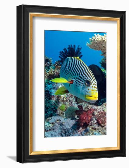 Striped Sweetlips (Diagonal Banded Sweetlips) (Plectorhinchus Lineatus)-Louise Murray-Framed Photographic Print