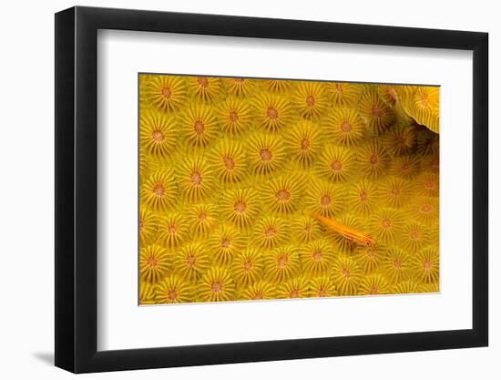 Striped triplefin on hard coral, Tubataha Reef, Philippines-David Fleetham-Framed Photographic Print