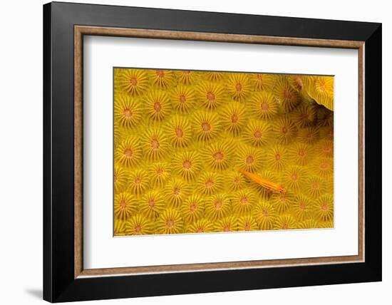 Striped triplefin on hard coral, Tubataha Reef, Philippines-David Fleetham-Framed Photographic Print