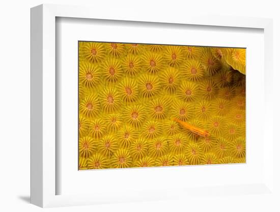 Striped triplefin on hard coral, Tubataha Reef, Philippines-David Fleetham-Framed Photographic Print