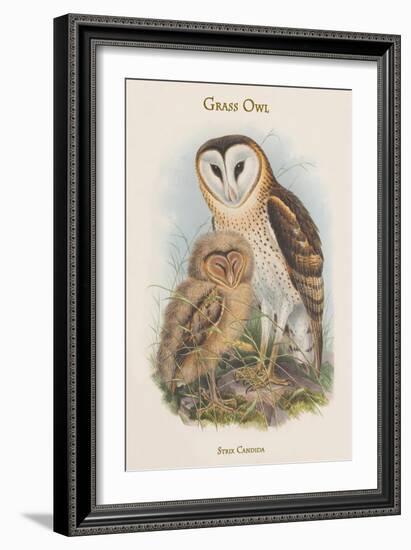 Strix Candida - Grass Owl-John Gould-Framed Art Print