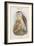 Strix Candida - Grass Owl-John Gould-Framed Art Print