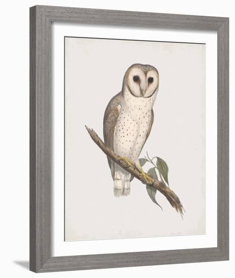 Strix Delicatulis-John Gould-Framed Giclee Print