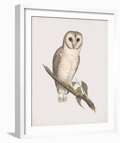 Strix Delicatulis-John Gould-Framed Giclee Print