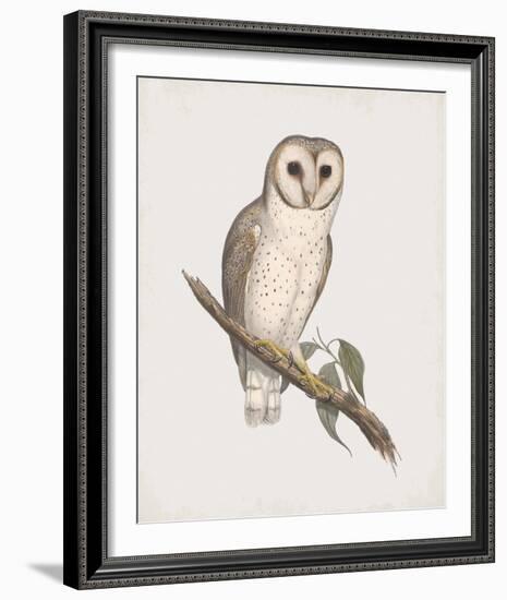 Strix Delicatulis-John Gould-Framed Giclee Print