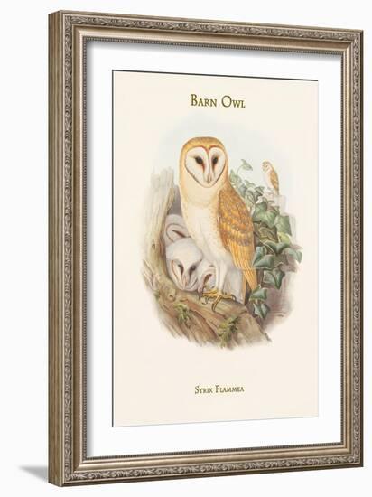 Strix Flammea - Barn Owl-John Gould-Framed Art Print