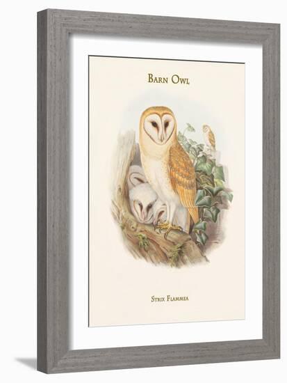 Strix Flammea - Barn Owl-John Gould-Framed Art Print