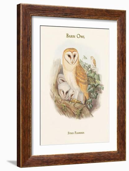 Strix Flammea - Barn Owl-John Gould-Framed Art Print