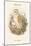 Strix Flammea - Barn Owl-John Gould-Mounted Art Print