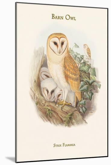 Strix Flammea - Barn Owl-John Gould-Mounted Art Print