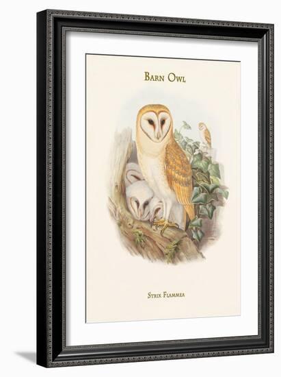 Strix Flammea - Barn Owl-John Gould-Framed Art Print