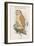 Strix Indica - Indian Screech Owl-John Gould-Framed Art Print