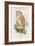 Strix Indica - Indian Screech Owl-John Gould-Framed Art Print