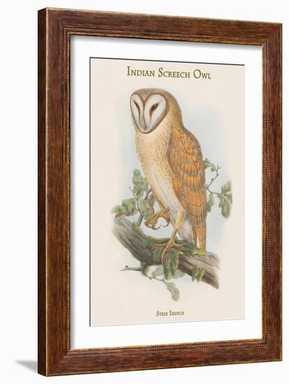 Strix Indica - Indian Screech Owl-John Gould-Framed Art Print