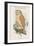 Strix Indica - Indian Screech Owl-John Gould-Framed Art Print