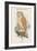 Strix Indica - Indian Screech Owl-John Gould-Framed Art Print