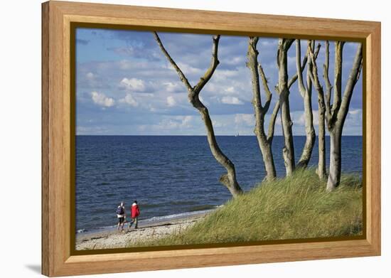 Stroller and Beech Trunks on the Western Beach of Darss Peninsula-Uwe Steffens-Framed Premier Image Canvas