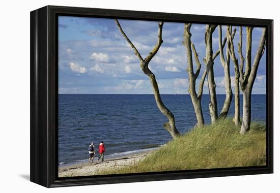 Stroller and Beech Trunks on the Western Beach of Darss Peninsula-Uwe Steffens-Framed Premier Image Canvas