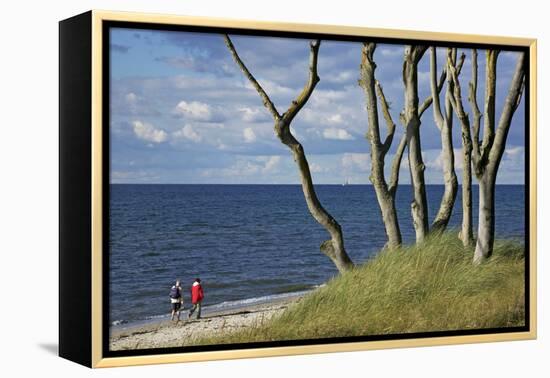 Stroller and Beech Trunks on the Western Beach of Darss Peninsula-Uwe Steffens-Framed Premier Image Canvas