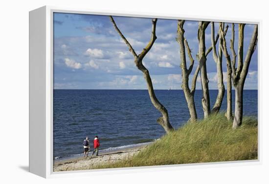 Stroller and Beech Trunks on the Western Beach of Darss Peninsula-Uwe Steffens-Framed Premier Image Canvas