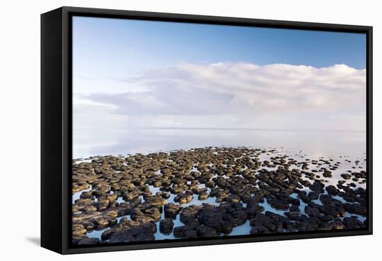 Stromatolites In Australia-Bob Gibbons-Framed Premier Image Canvas