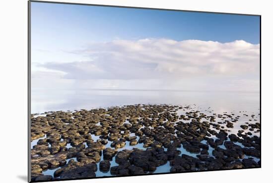 Stromatolites In Australia-Bob Gibbons-Mounted Photographic Print