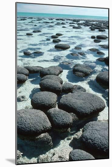 Stromatolites-Georgette Douwma-Mounted Photographic Print