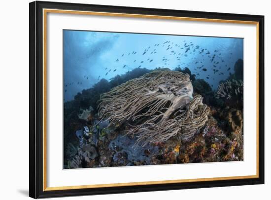 Strong Current Sweeps Along a Reef Slope in Indonesia-Stocktrek Images-Framed Photographic Print