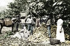 Opening Cocoa Pods, Trinidad, Trinidad and Tobago, C1900s-Strong-Framed Giclee Print