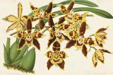 Graceful Orchids I-Stroobant-Art Print