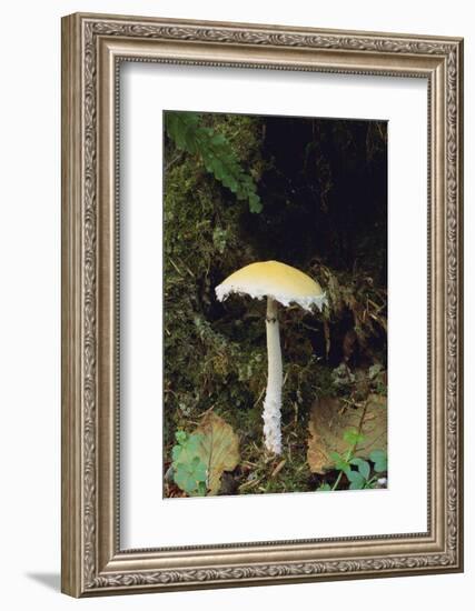 Stropharia Mushroom-DLILLC-Framed Photographic Print