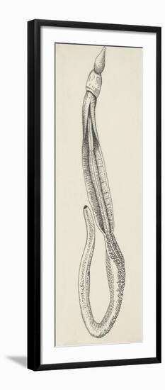 Structure of Acorn Worm (Balanoglossus Clavigerus), (Balanoglossus Clavigerus)-null-Framed Giclee Print