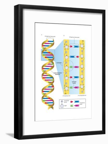 Structure of Dna Molecule. Heredity, Genetics-Encyclopaedia Britannica-Framed Art Print