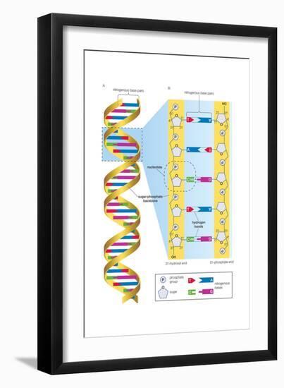 Structure of Dna Molecule. Heredity, Genetics-Encyclopaedia Britannica-Framed Art Print