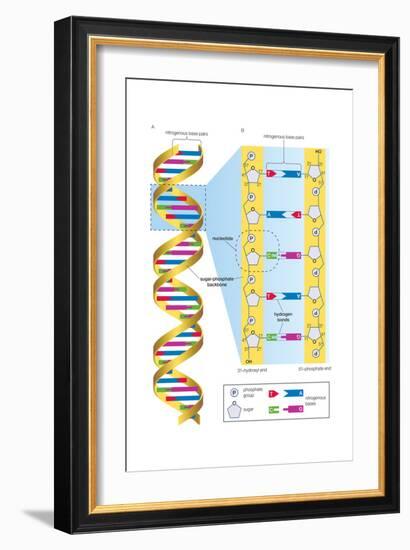 Structure of Dna Molecule. Heredity, Genetics-Encyclopaedia Britannica-Framed Art Print