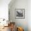 Strutting Black and White Rooster-Charles Bull-Framed Giclee Print displayed on a wall