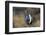 Strutting Male Gunnison Sage-Grouse (Centrocercus Minimus). Gunnison County, Colorado, USA, April-Gerrit Vyn-Framed Photographic Print