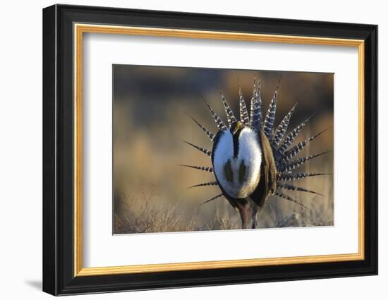 Strutting Male Gunnison Sage-Grouse (Centrocercus Minimus). Gunnison County, Colorado, USA, April-Gerrit Vyn-Framed Photographic Print