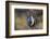 Strutting Male Gunnison Sage-Grouse (Centrocercus Minimus). Gunnison County, Colorado, USA, April-Gerrit Vyn-Framed Photographic Print