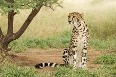 Adult Female Cheetah with Cub (Acinonyx Jubatus) Tanzania-Stu Porter-Framed Photographic Print