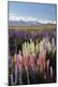 Premium Photographic Print