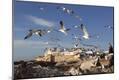 Photographic Print