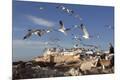 Photographic Print