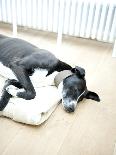 Dog Lies on Kitchen Floor, Cottage Interior, UK-Stuart Cox-Photo