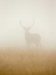 Ghost Stag-Stuart Harling-Photographic Print